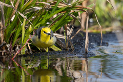 Motacilla citreola