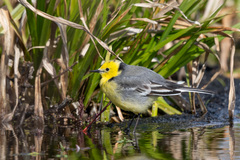 Motacilla citreola