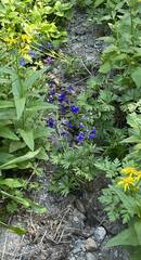 Delphinium menziesii