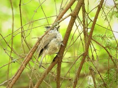 Lophophanes cristatus