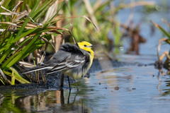 Motacilla citreola