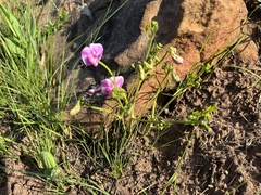Sphenostylis angustifolia