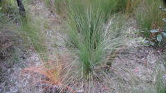 Xanthorrhoea fulva