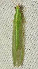 Chrysoperla lucasina