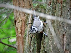 Lophophanes cristatus
