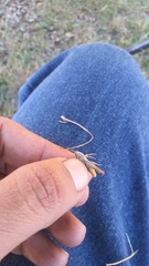 Chorthippus brunneus