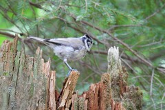 Lophophanes cristatus