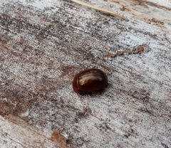 Chrysolina staphylaea