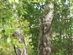 Sitta europaea