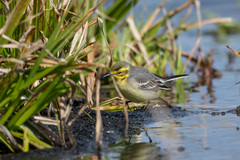 Motacilla citreola
