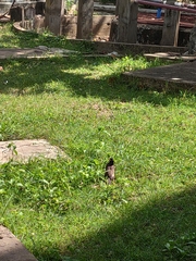 Acridotheres tristis