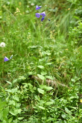 Campanula rhomboidalis