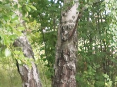 Sitta europaea