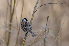 Emberiza schoeniclus