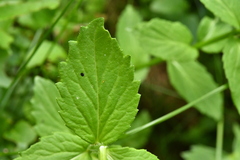 Campanula rhomboidalis