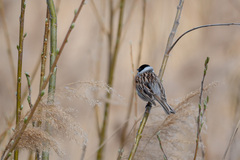 Emberiza schoeniclus