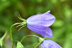Campanula rhomboidalis