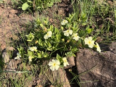 Thunbergia atriplicifolia