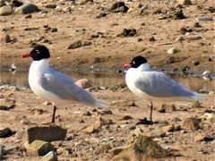 Ichthyaetus melanocephalus