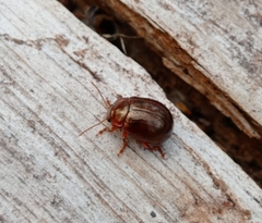 Chrysolina staphylaea