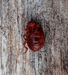Chrysolina staphylaea