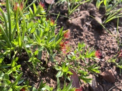 Acalypha villicaulis