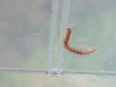 Myriapoda