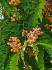 Cassia javanica