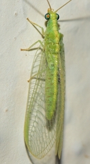 Pseudomallada flavifrons