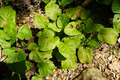 Plantago cordata
