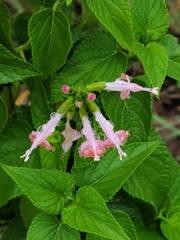 Salvia coccinea