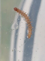 Myriapoda