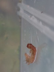 Myriapoda