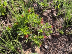 Acalypha villicaulis