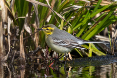 Motacilla citreola