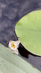 Nymphaea alba