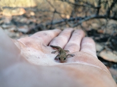 Pachydactylus affinis