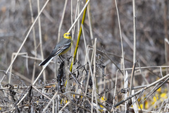 Motacilla citreola