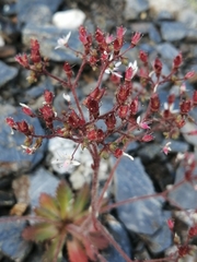 Micranthes ferruginea