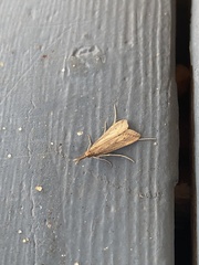 Donacaula melinellus