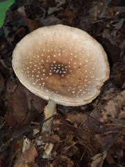 Pantherinae