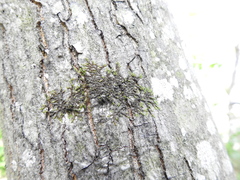 Frullania eboracensis