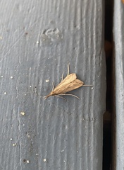 Donacaula melinellus