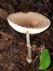 Pantherinae