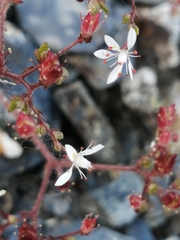Micranthes ferruginea