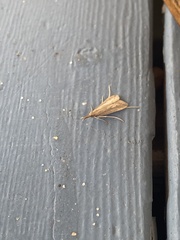 Donacaula melinellus