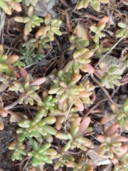 Sedum album
