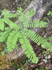 Adiantum aleuticum