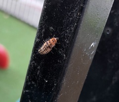 Coccinellidae