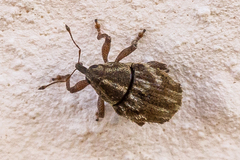 Trichosirocalus